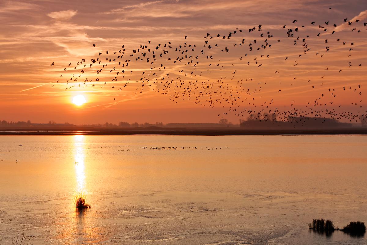 7 Powerful Wildlife Adaptation Discoveries: Hope & Risks