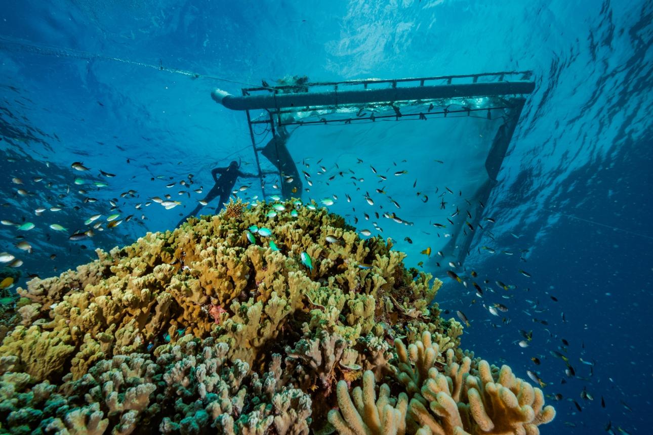 8 Powerful Ocean Restoration Breakthroughs: Hope & Risks