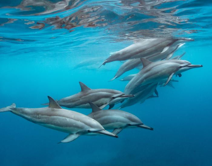 8 Powerful Animal Intelligence Discoveries: Hope & Risks